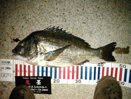 朝マヅメにチヌトップ